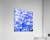 Hydrangea  Acrylic Print