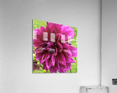 Dahlia Side View Macro Acrylic Print