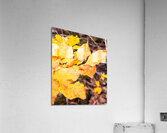 Autumn Leaves Acrylic Print