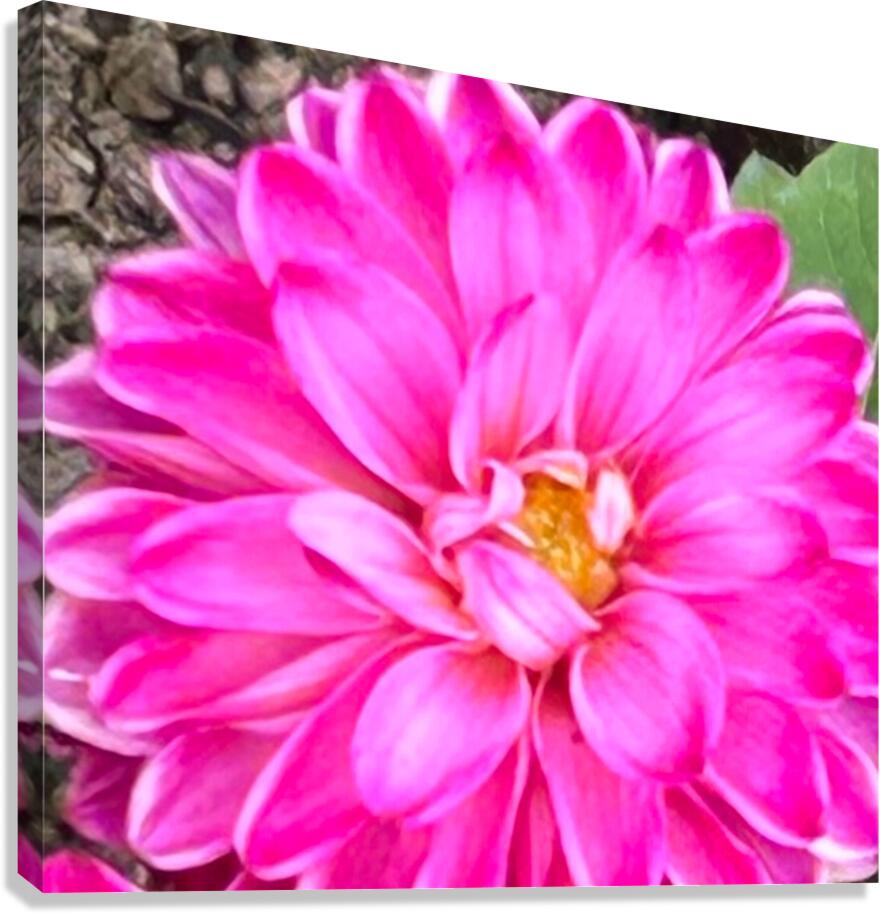 Pink Dahlia Macro Canvas Print