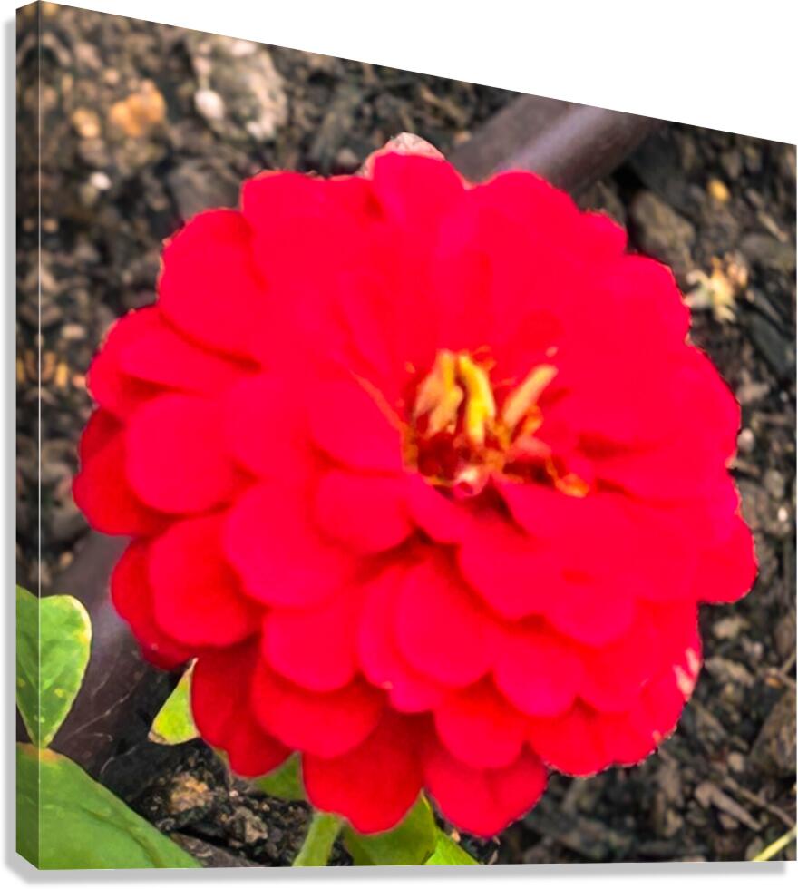 Red Zinnia Macro  Canvas Print