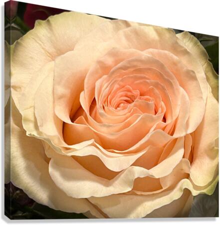 Peach Rose Macro v1 Canvas Print