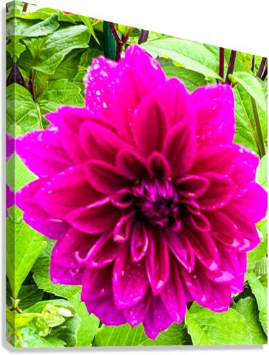 Purple Dahlia Canvas Print