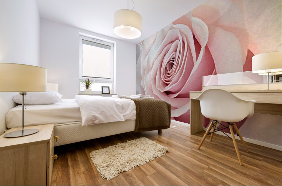 Single Pink Rose close up Mural print