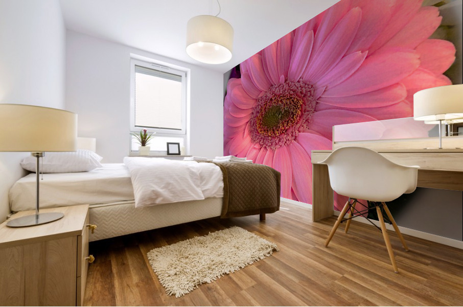 Pink Gerbera Daisy Mural print