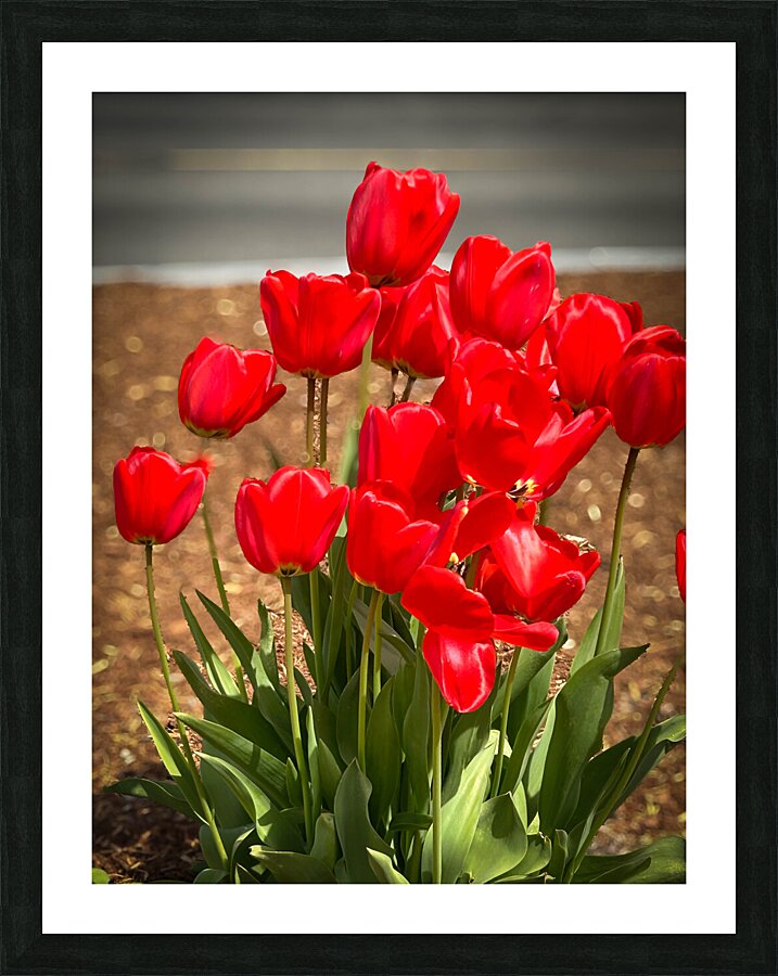 Red Tulips Macro Picture Frame print