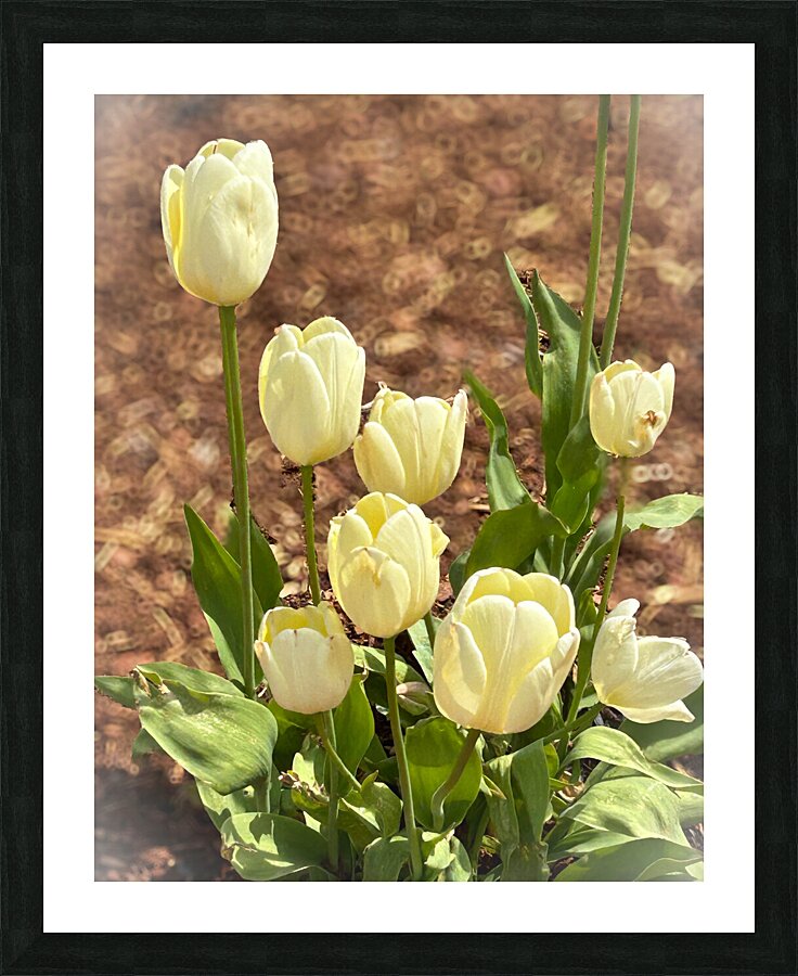 White Tulips Macro Picture Frame print