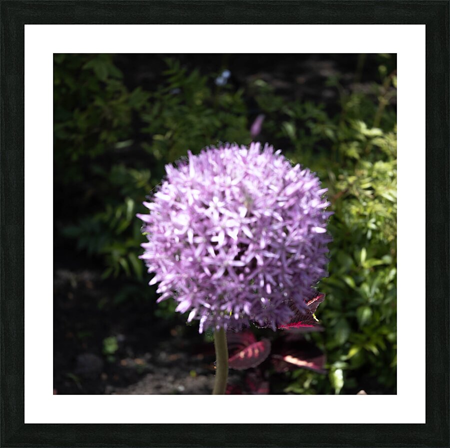 Purple Allium Picture Frame print