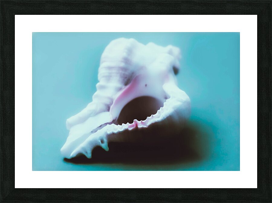 Conch Shell Macro Picture Frame print