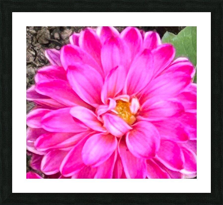 Pink Dahlia Macro Picture Frame print