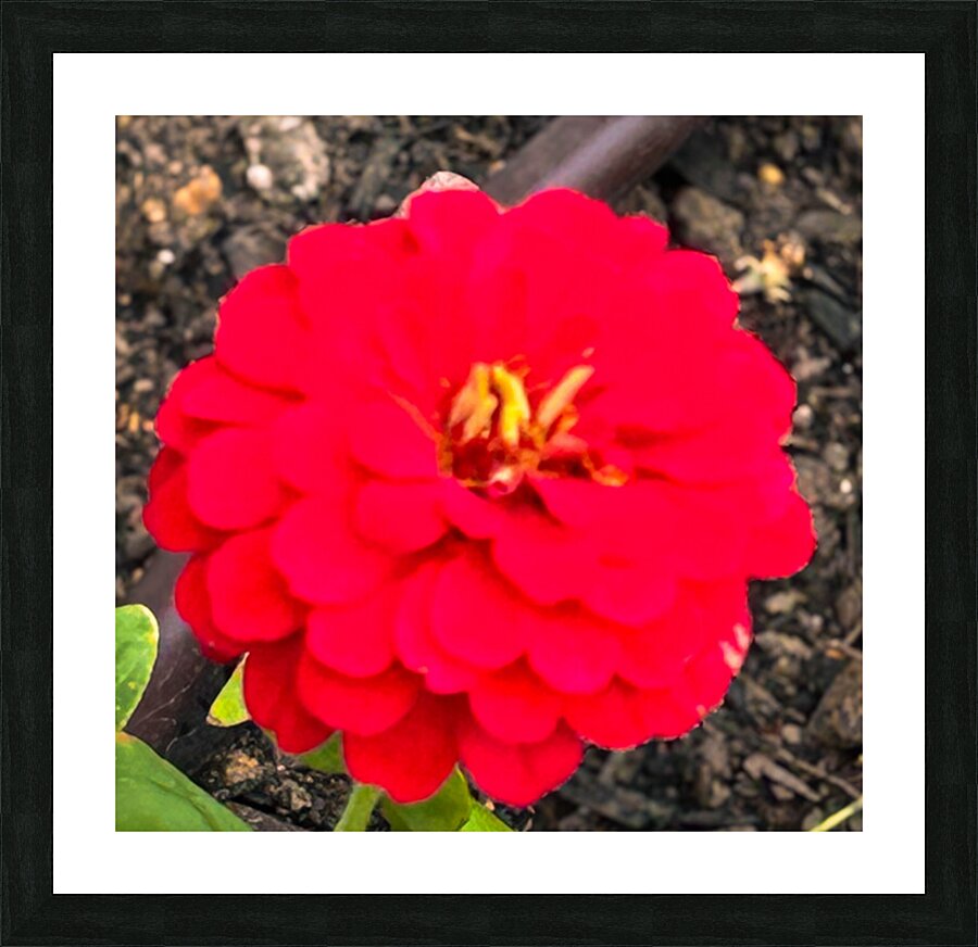 Red Zinnia Macro  Picture Frame print