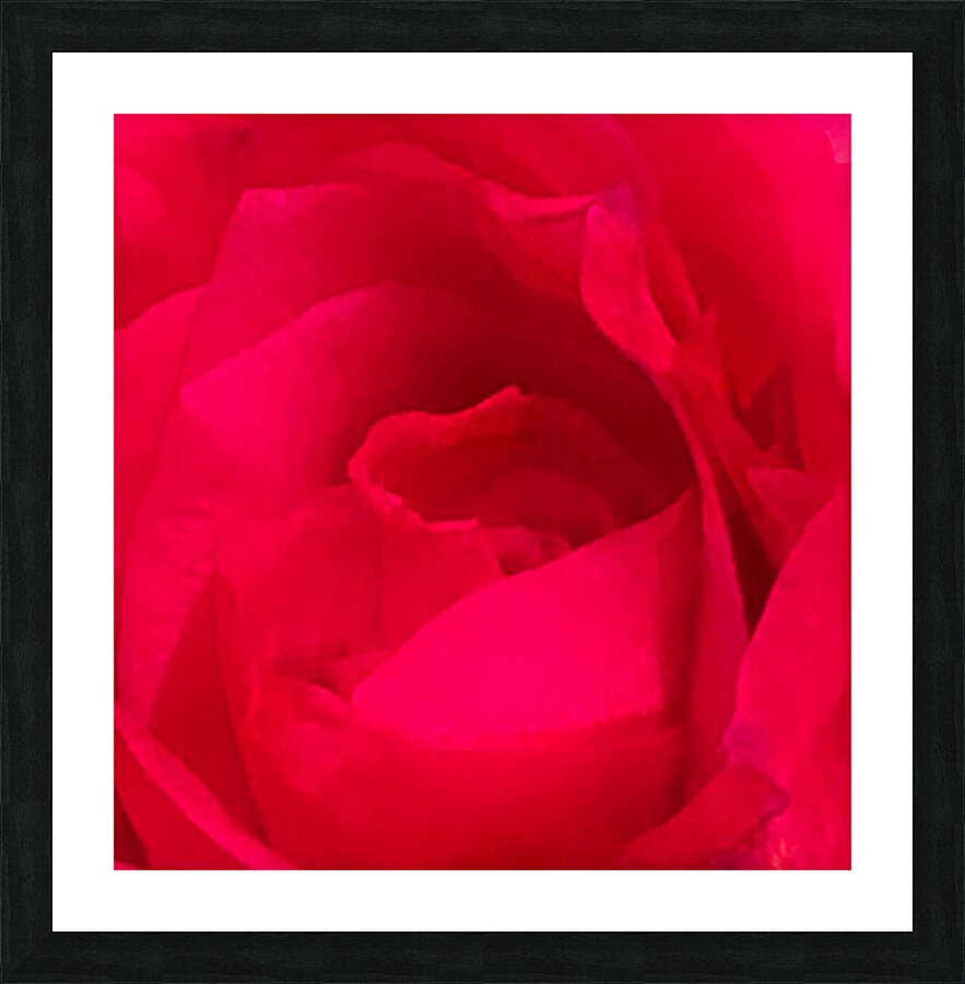 Red Rose Macro Picture Frame print