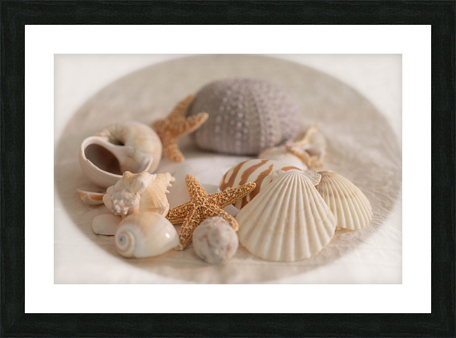 Sea Shell Collection Picture Frame print