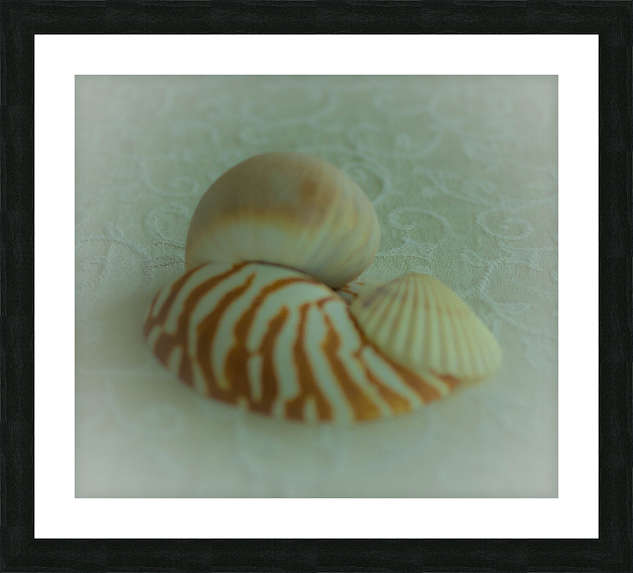 Conch Shell Nautilus Shell and Scallop Shell Picture Frame print