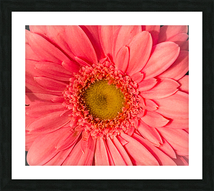 Gerbera Daisy Macro Shot Picture Frame print