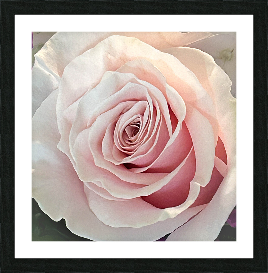 Single Pink Rose close up Picture Frame print