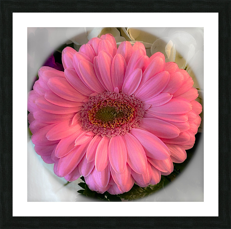 Pink Gerbera Daisy Picture Frame print