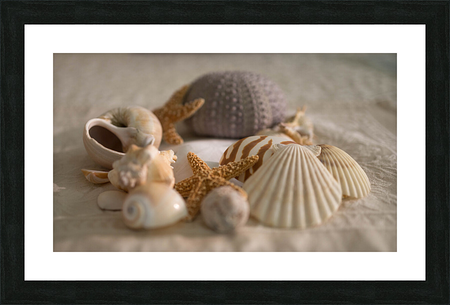 Sea Shell Collection v1.2 Picture Frame print