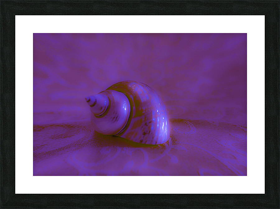 Conch Shell Digital  Picture Frame print