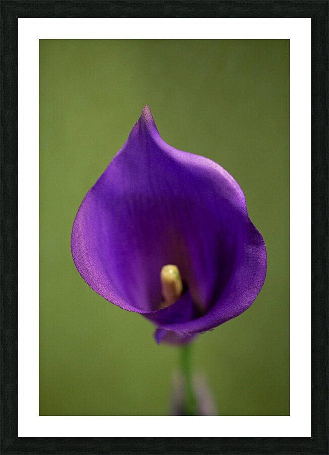 Purple Calla Lilly Macro  Picture Frame print