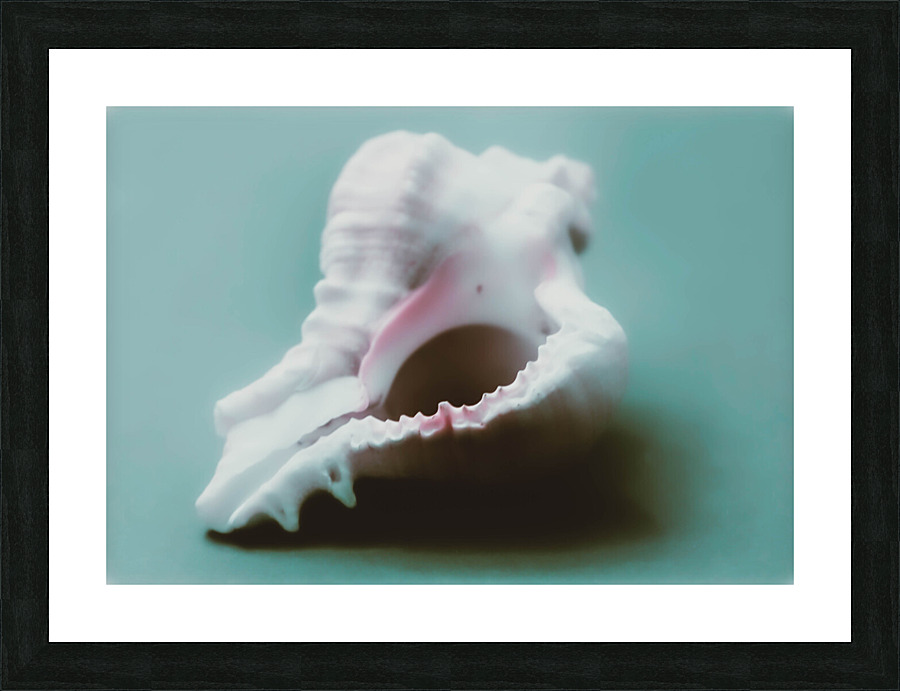 Large Conch Shell  Picture Frame print