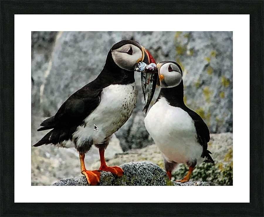 Two Puffins Picture Frame print