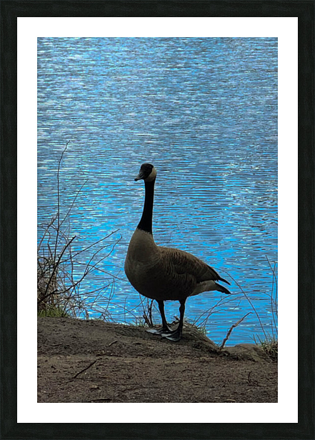 Canada Goose v2 Picture Frame print