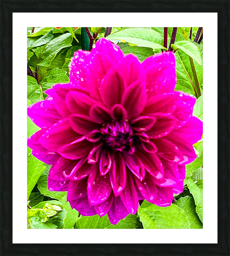 Purple Dahlia Picture Frame print