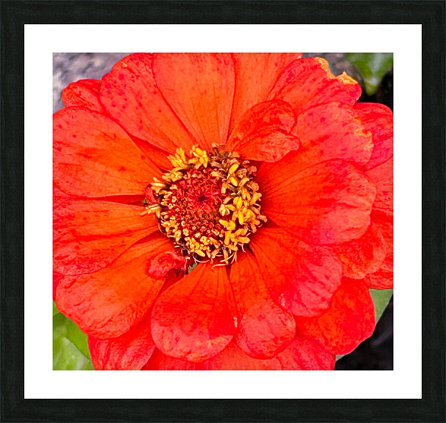 Gerber Daisy Picture Frame print