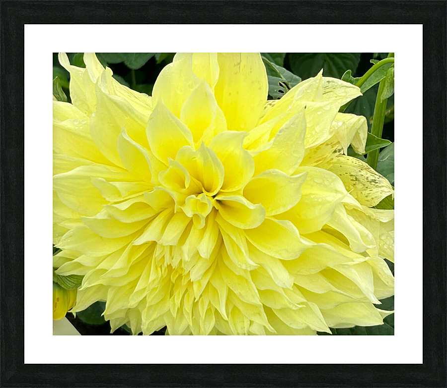 Dahlia Macro Picture Frame print