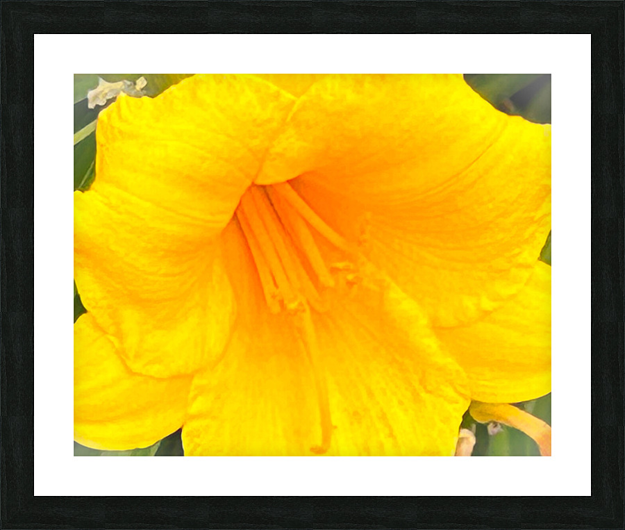 Yellow Hibiscus Macro Picture Frame print