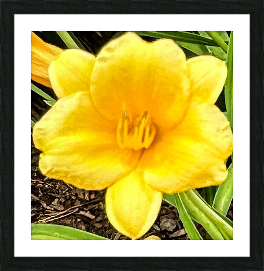 Hibiscus Macro Picture Frame print