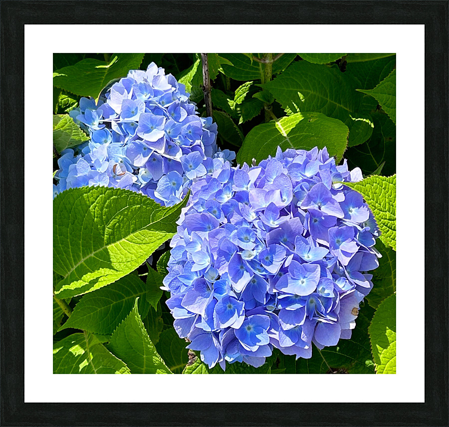 Two Hydrangeas Picture Frame print