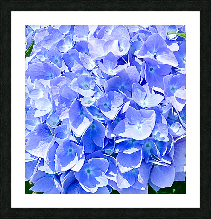 Hydrangea  Picture Frame print