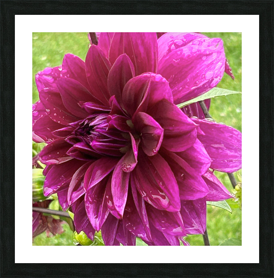 Dahlia Side View Macro Picture Frame print