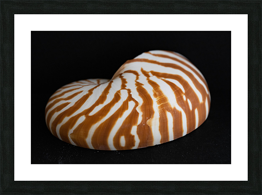 Nautilus Shell Macro v1 Picture Frame print