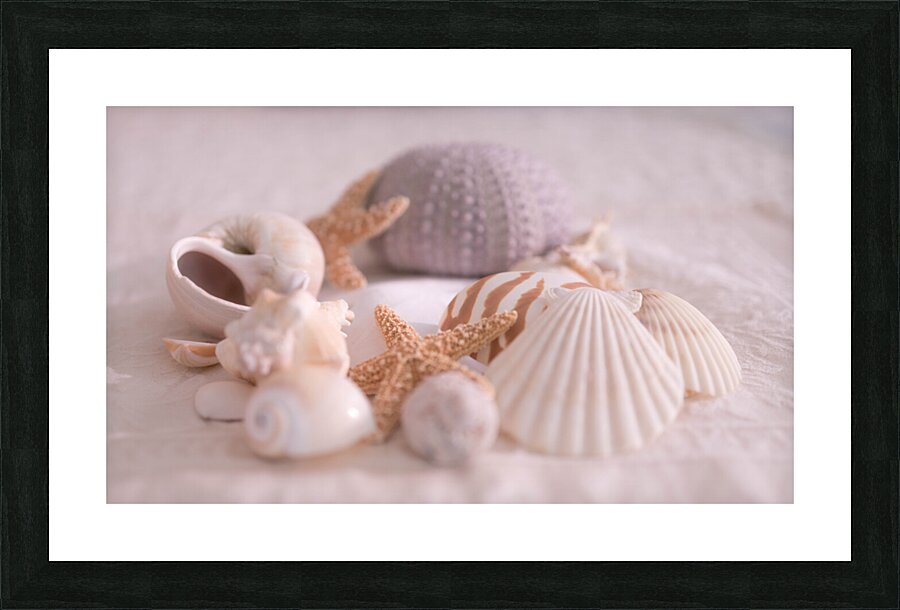 Shell Collection Picture Frame print