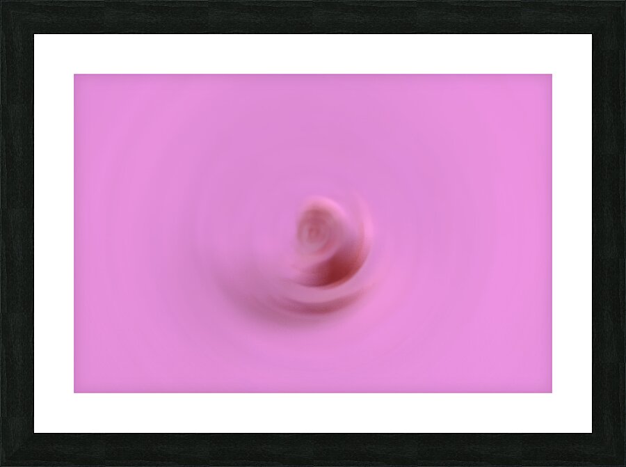 The Twirling Conch Shell Picture Frame print