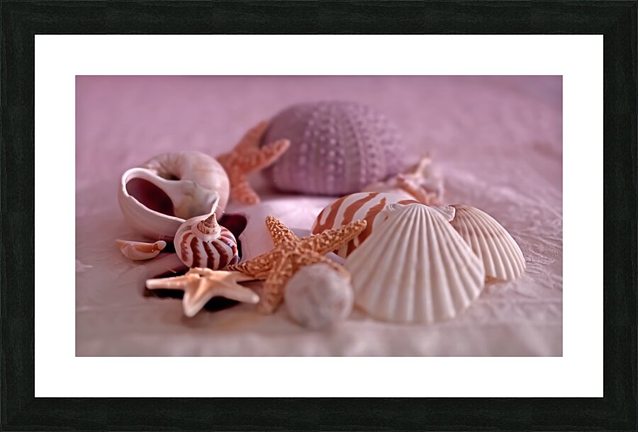 Seashells Digital Version Picture Frame print