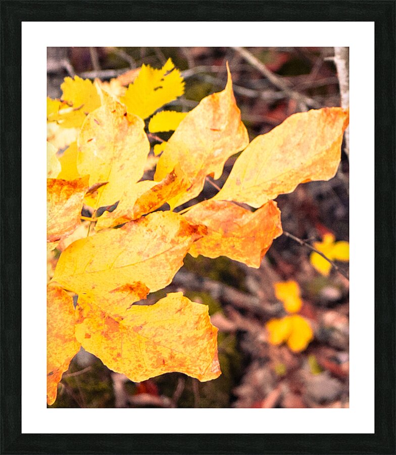 Autumn Leaves Picture Frame print