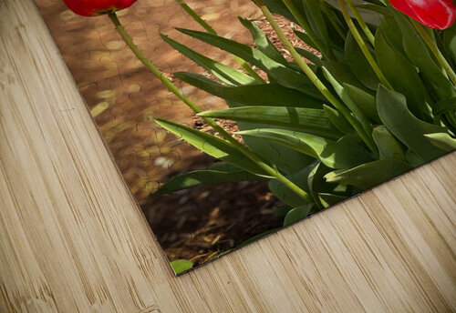Red Tulips Macro Palumbo Photography puzzle