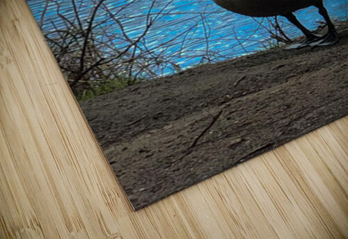 Canada Goose v2 Palumbo Photography puzzle