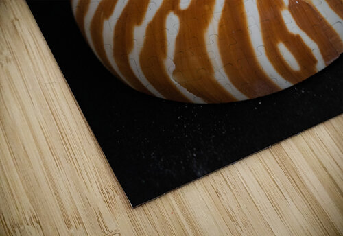 Nautilus Shell Macro v1 Palumbo Photography puzzle