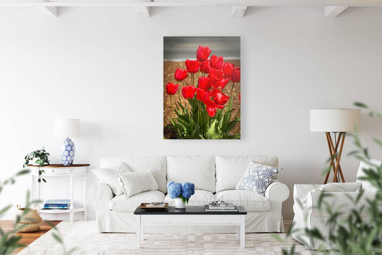 Red Tulips Macro Reproduction
