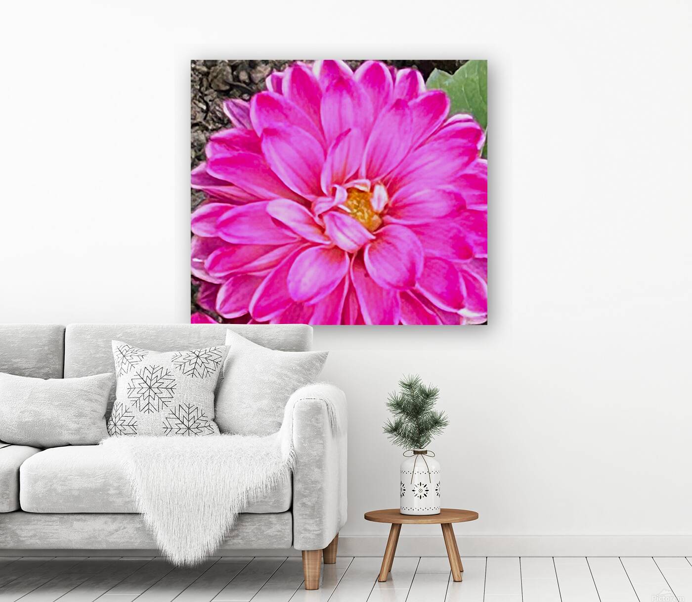 Pink Dahlia Macro Reproduction