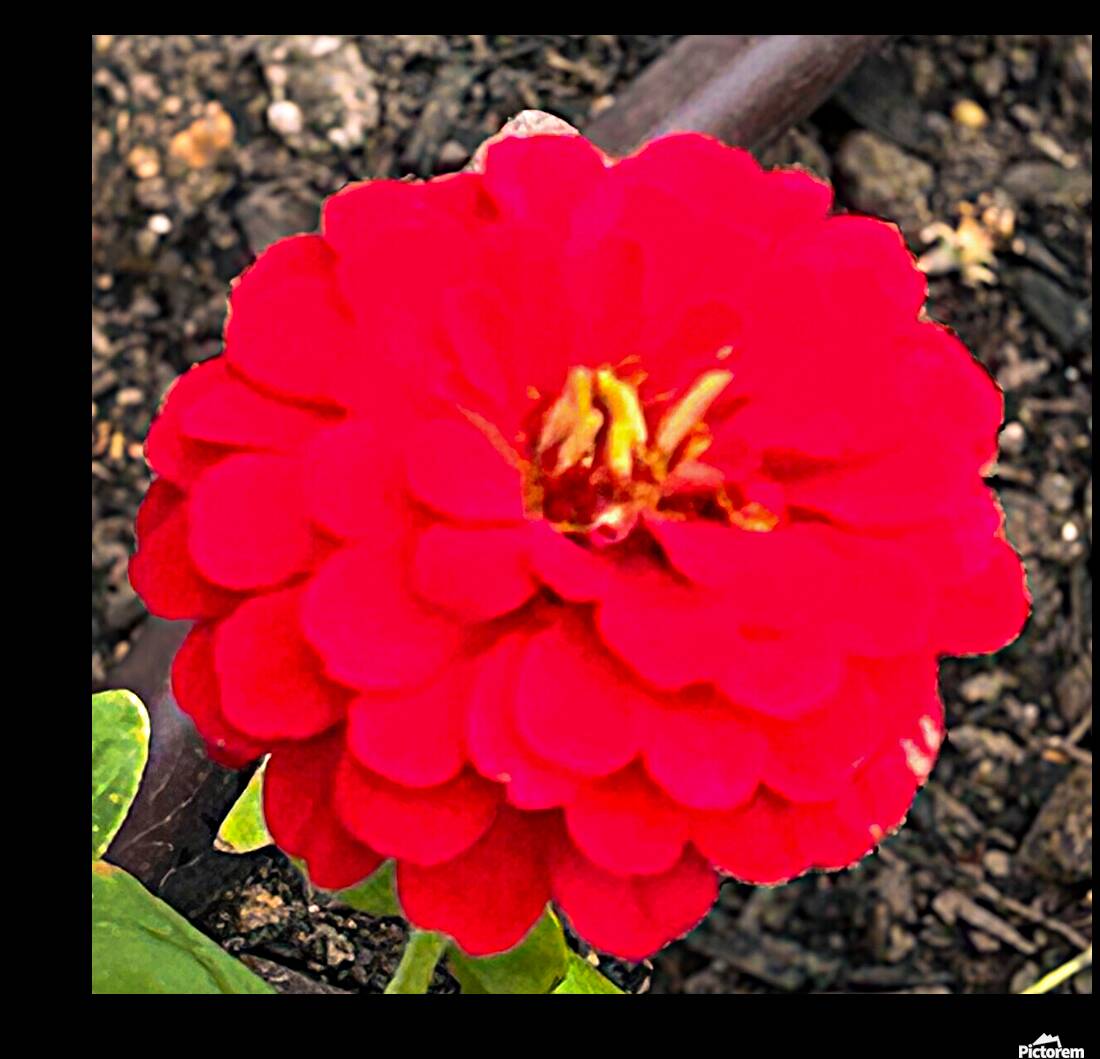 Red Zinnia Macro  Reproduction
