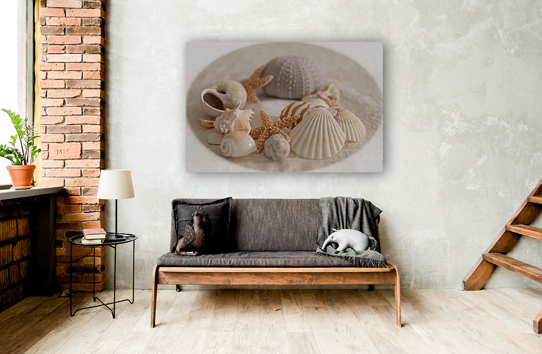 Sea Shell Collection Reproduction