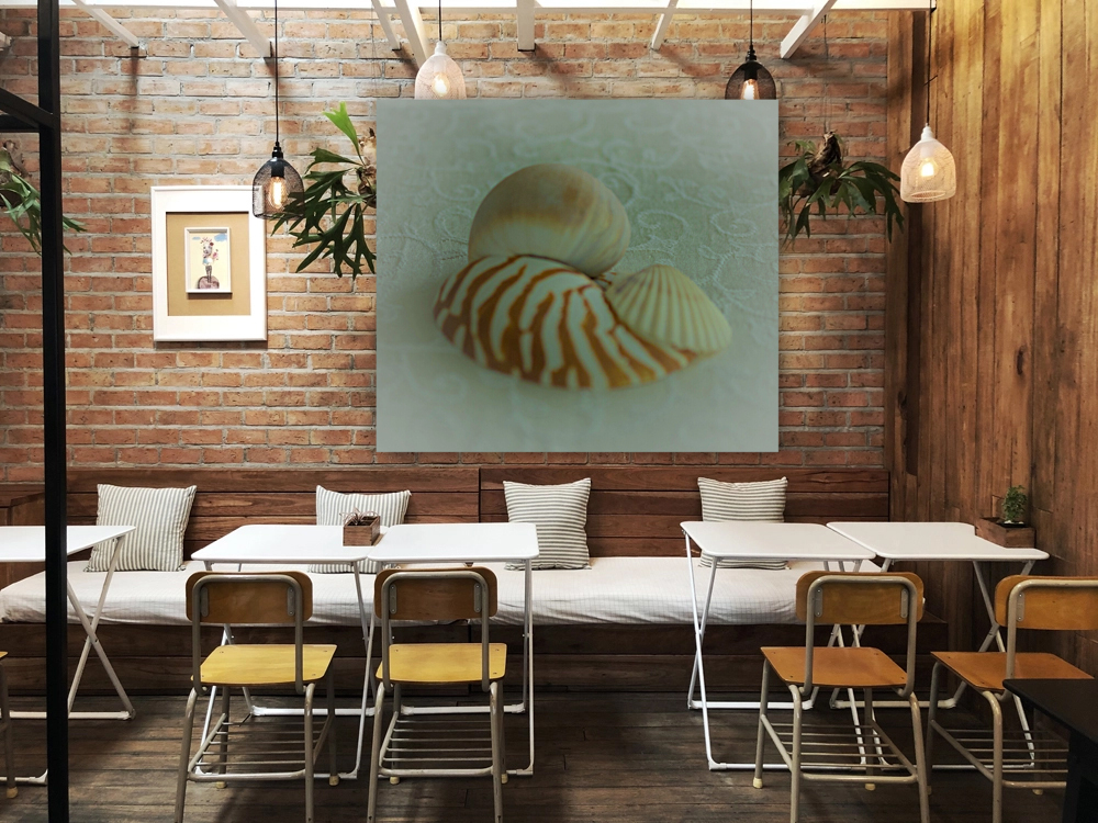 Conch Shell Nautilus Shell and Scallop Shell Reproduction