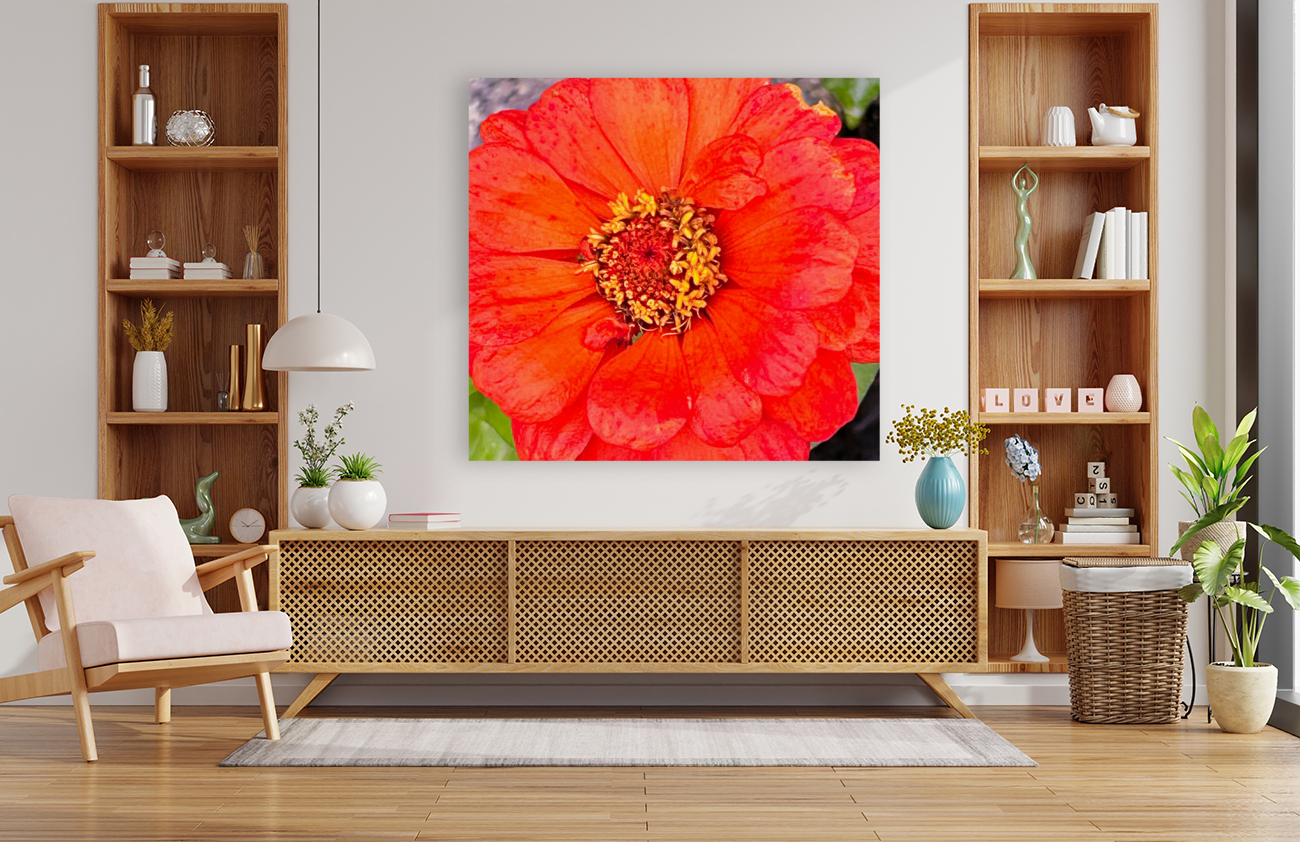 Gerber Daisy Reproduction