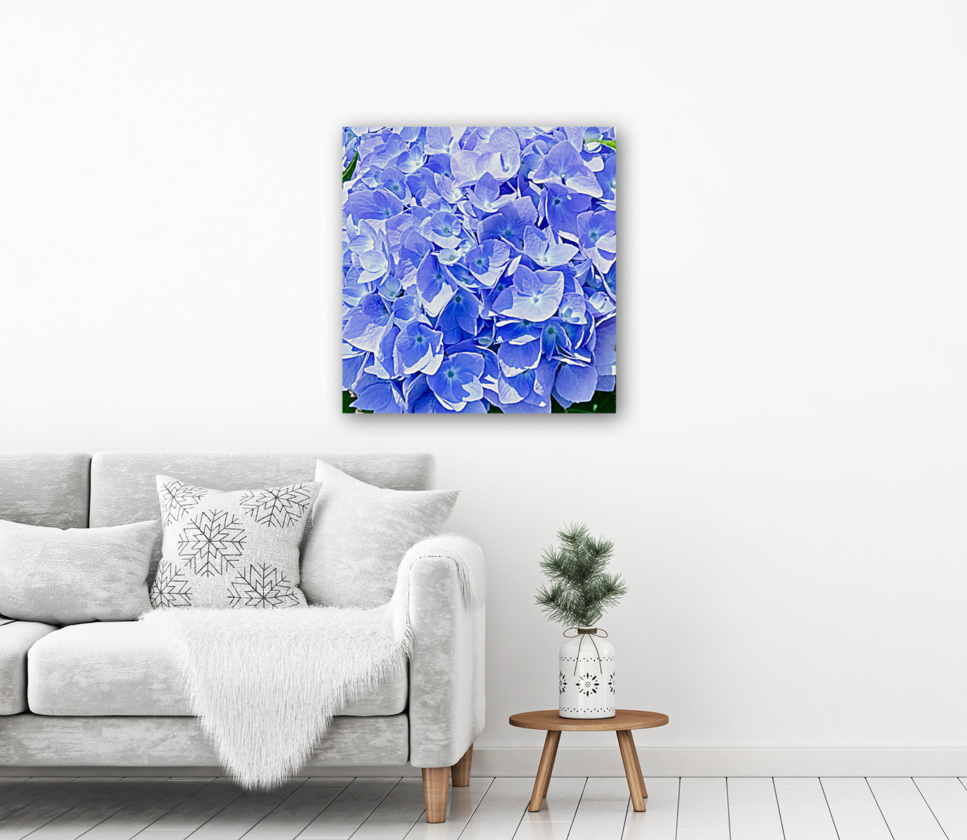 Hydrangea  Reproduction